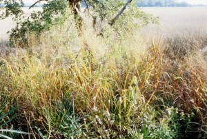 switchgrass