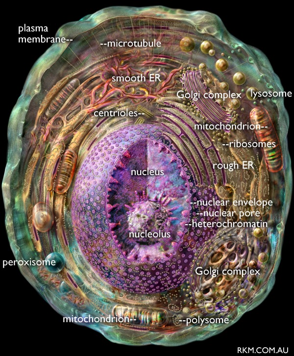 animal cell parts diagram. Plant and animal cell