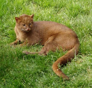 jaguarundi
